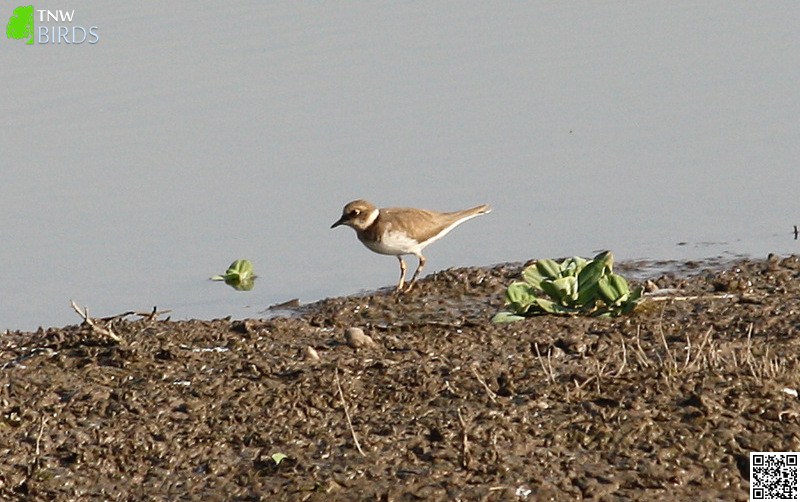 Kentish Plover